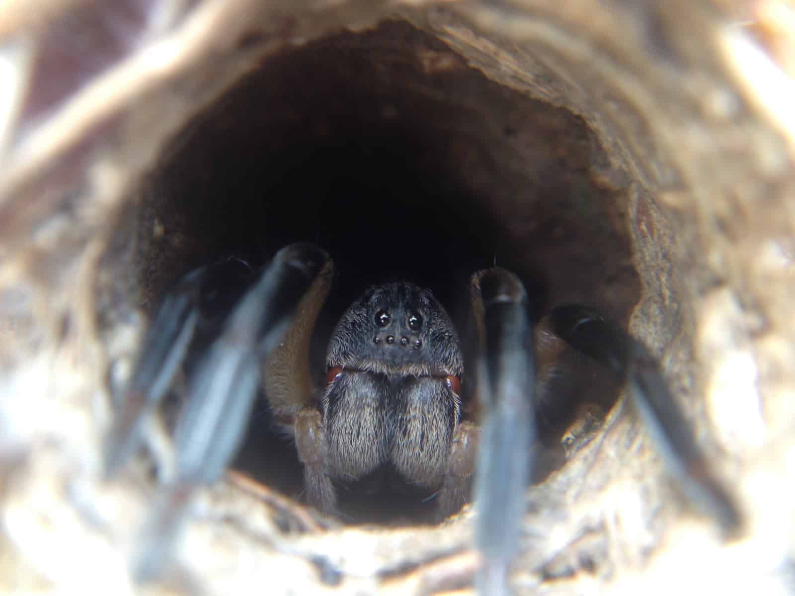 funnel web spider closeup fangs