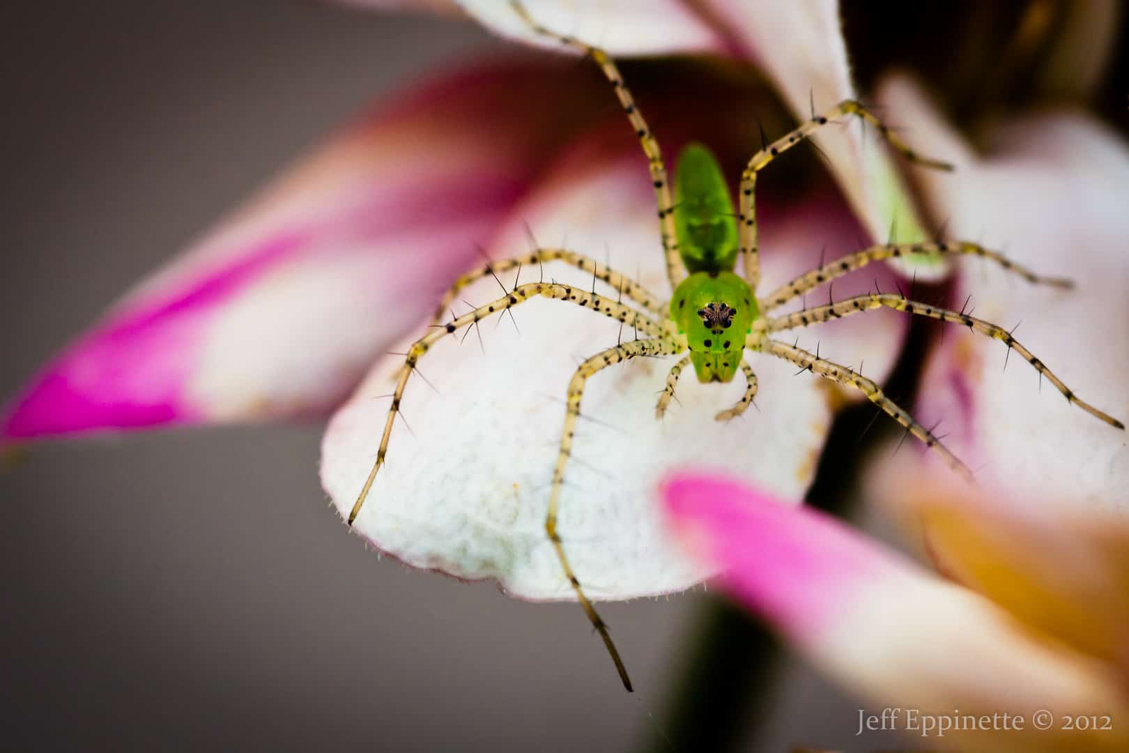 Green Lynx Spider with flower green