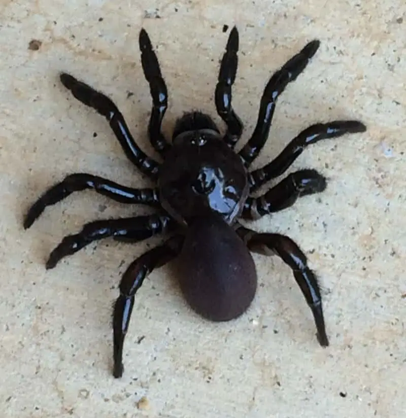 Black Trapdoor Spider