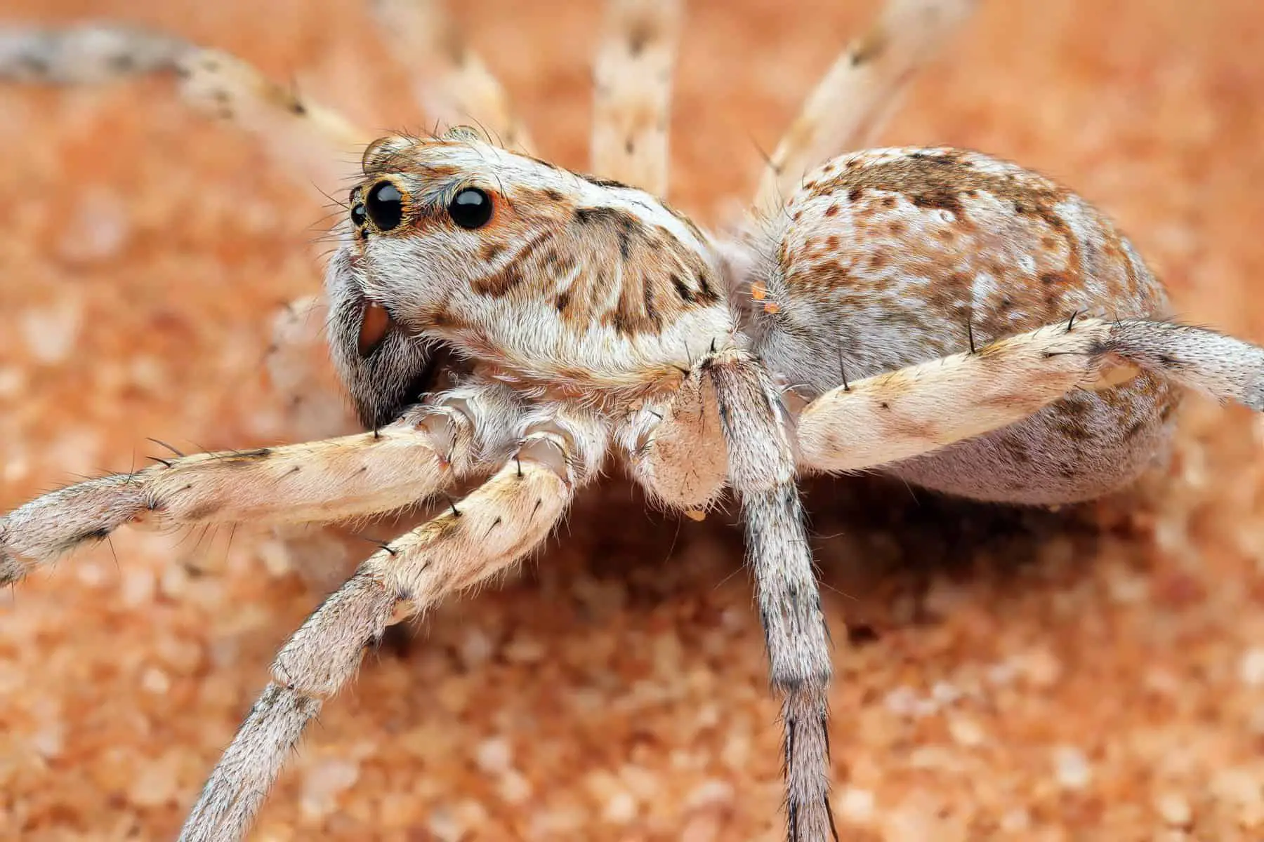 Wolf spider – Mungo National Park NSW Au closeup