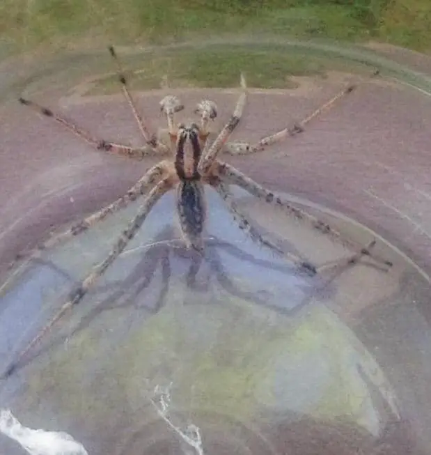 Male Grass Spider