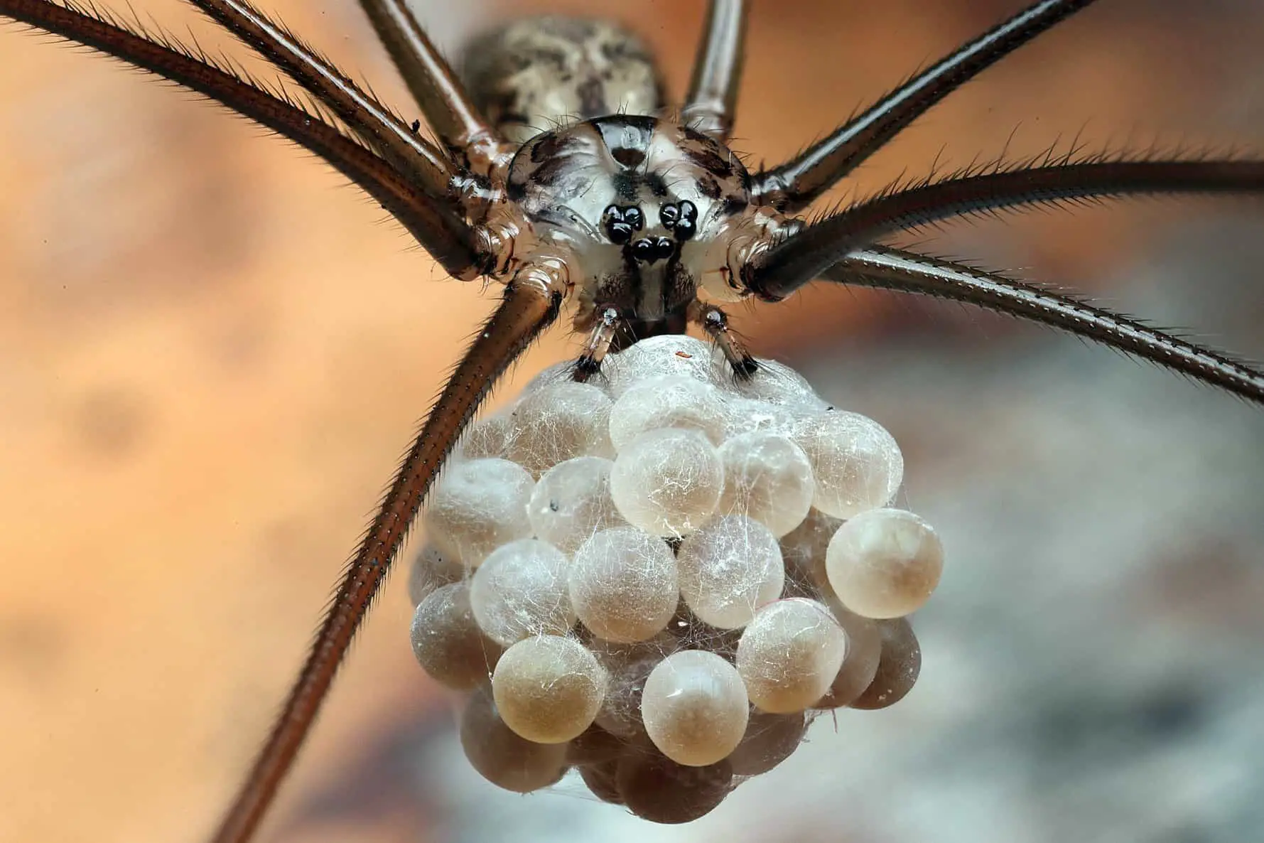 cellar spider with eggs