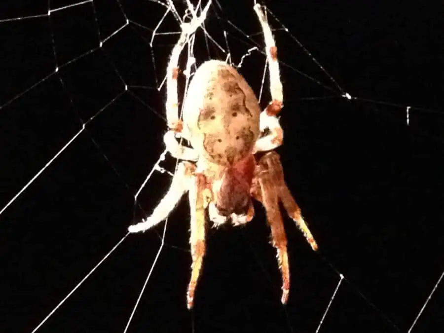 Furrow Spider larinoides cornutus