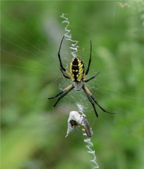 argiope aurantia