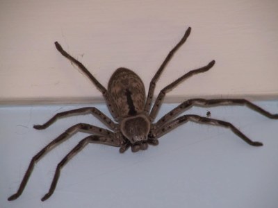large huntsman spider australia