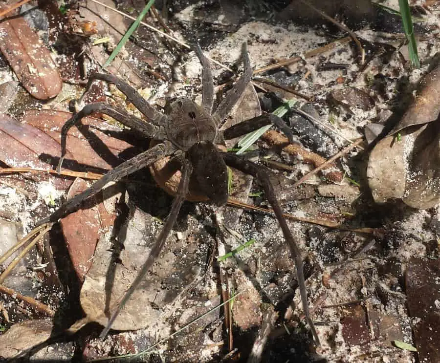 Dolomedes triton with egg sac too