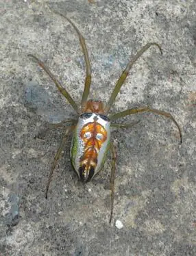 Festive Silver Marsh Spider on ground