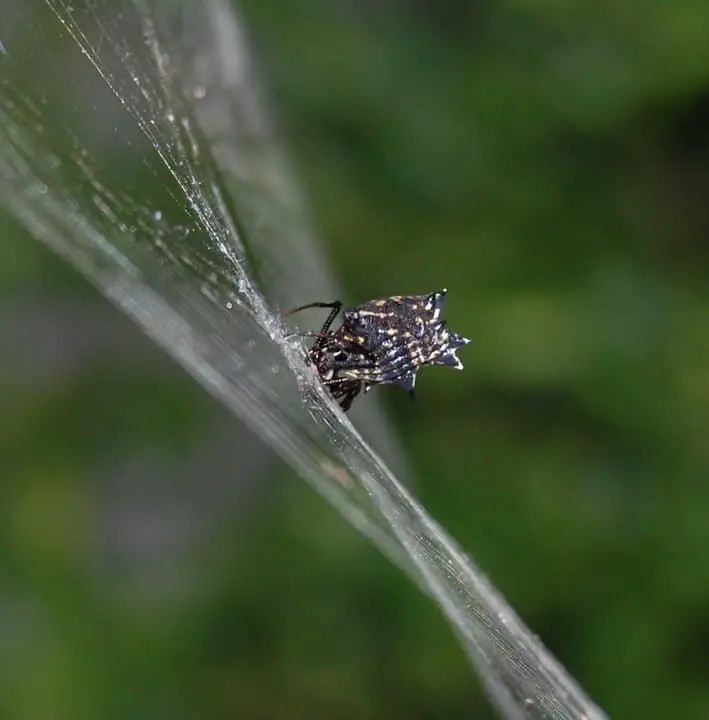 Spined Micrathena in web