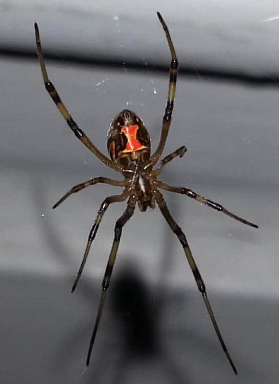 Black Widow male juvenile with red hourglass