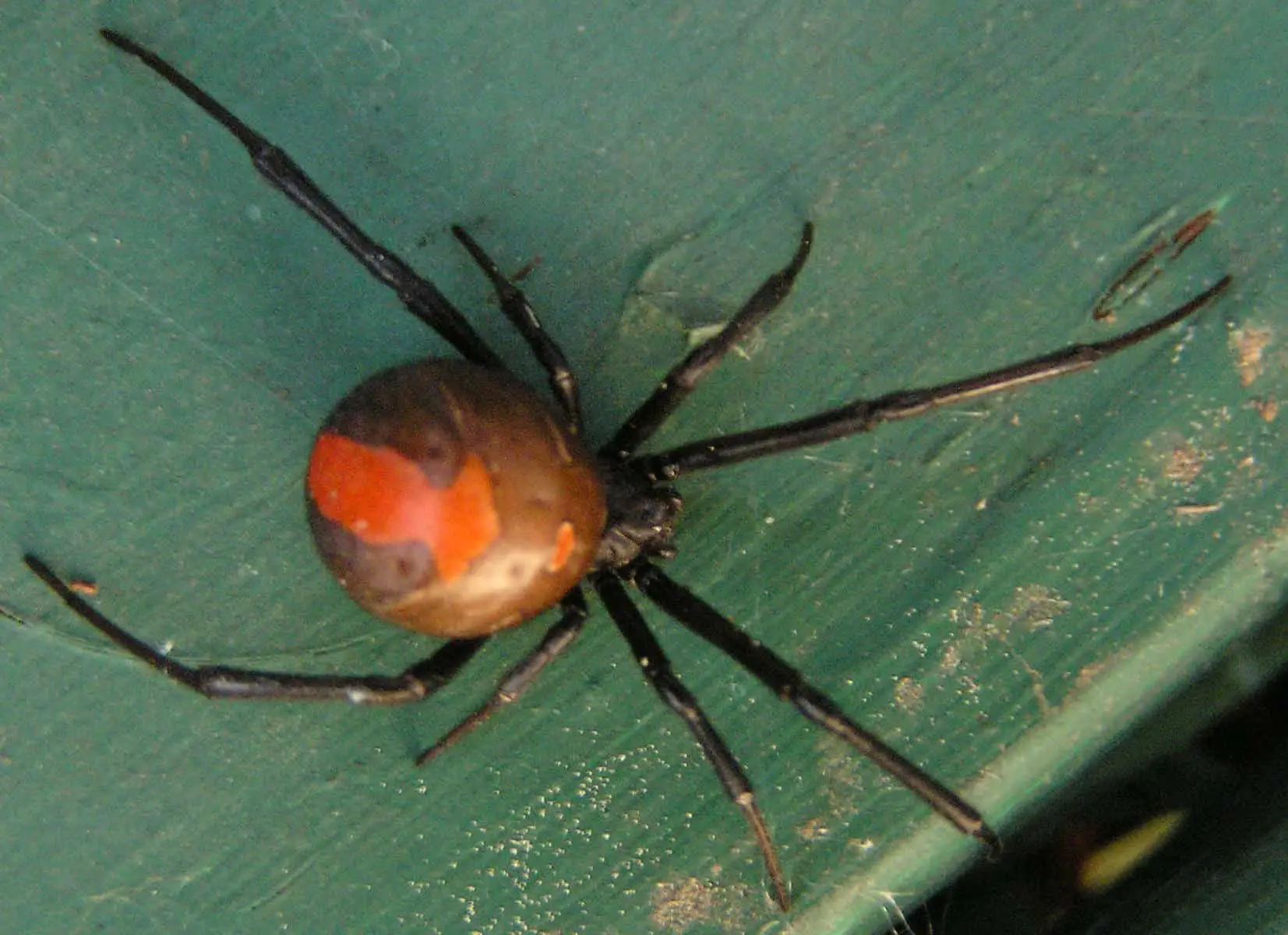 Redback Spider australia latrodectus hasselti