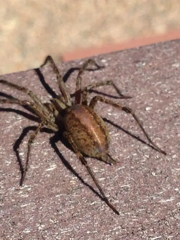 Grass Spider from behind spinnerets