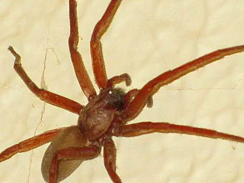 Tengellid Spider