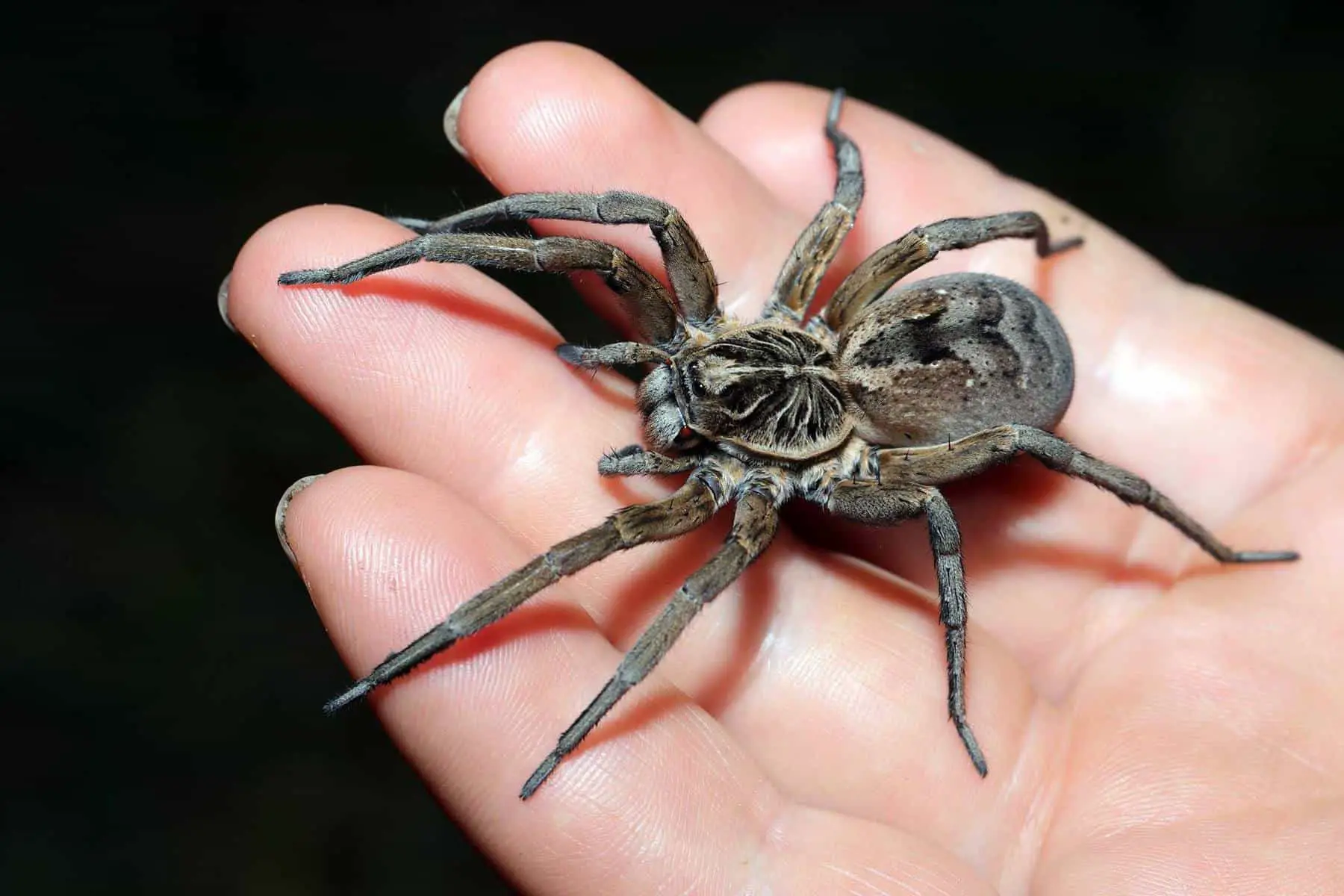 A large wolf spider at Dooralong on hand