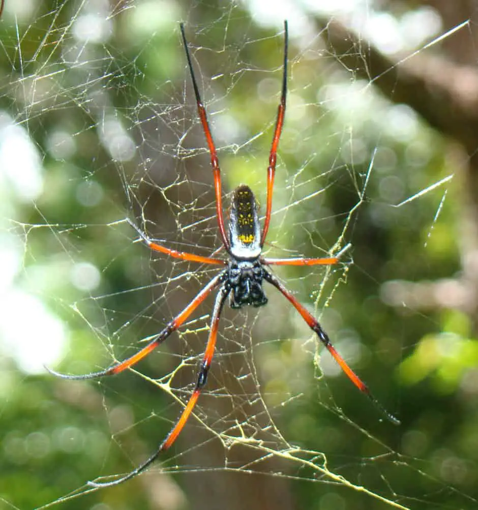 Nephila sp. Madagascar