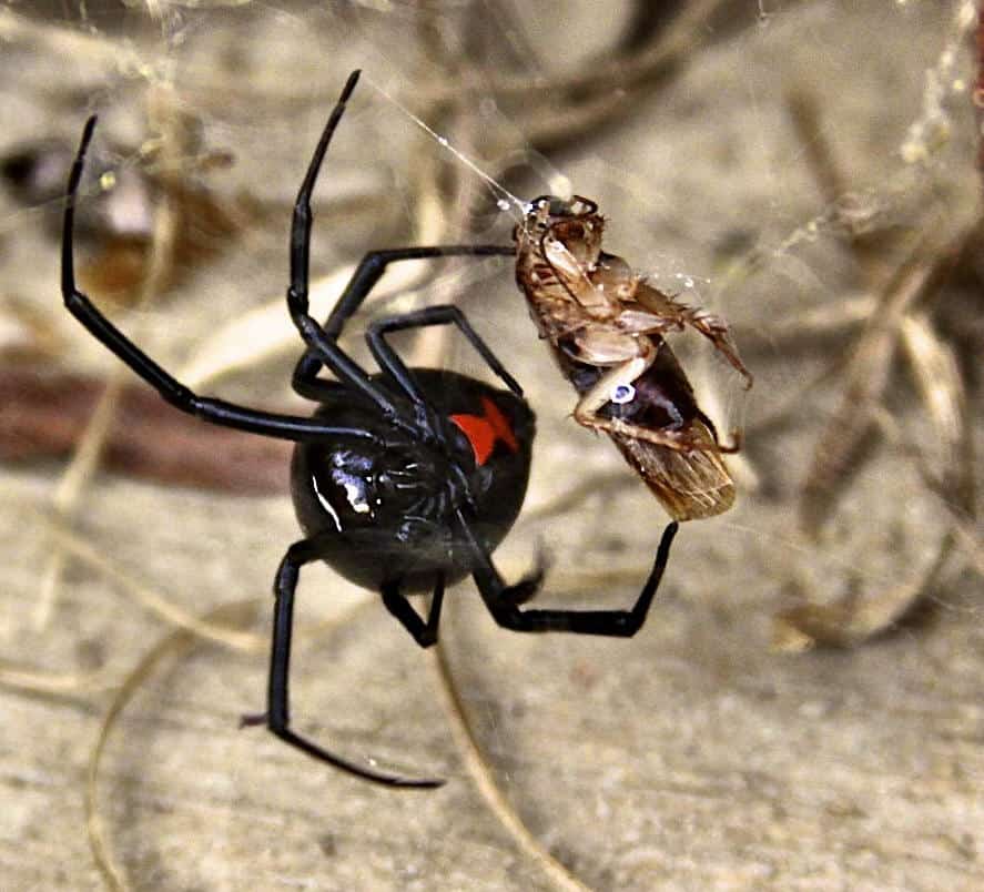 Black Widow male and female