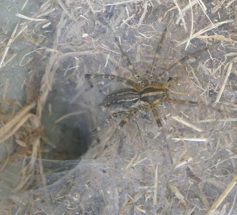 Grass Spider with funnel web