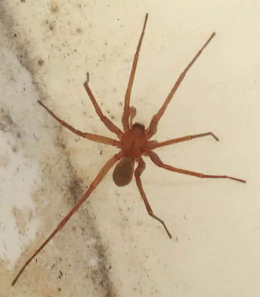 Titiosis Spider