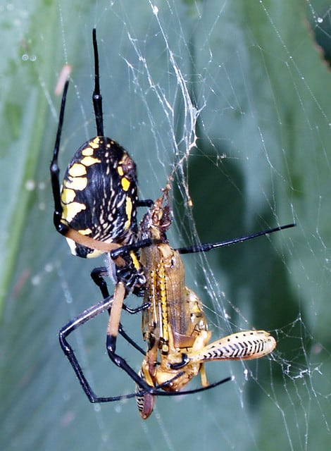 Argiope with cricket