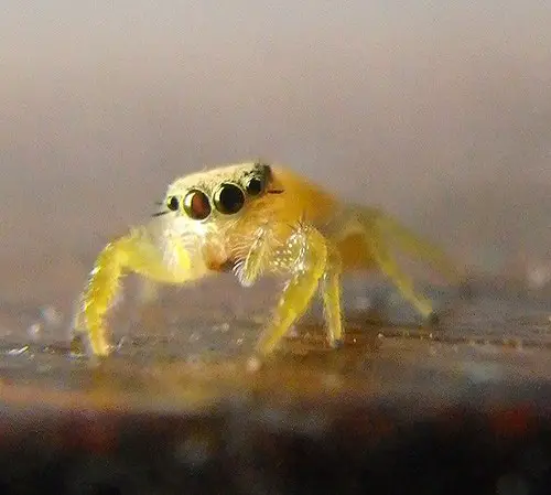 Jumping Spider yellow face closeup