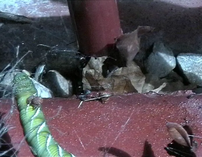 Redback Spider australia latrodectus hasselti with caterpillar rey