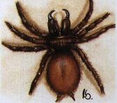 funnel web spider