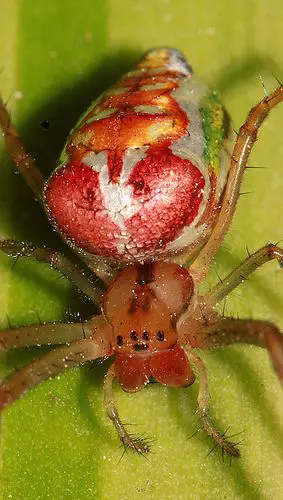 Festive March Spider16