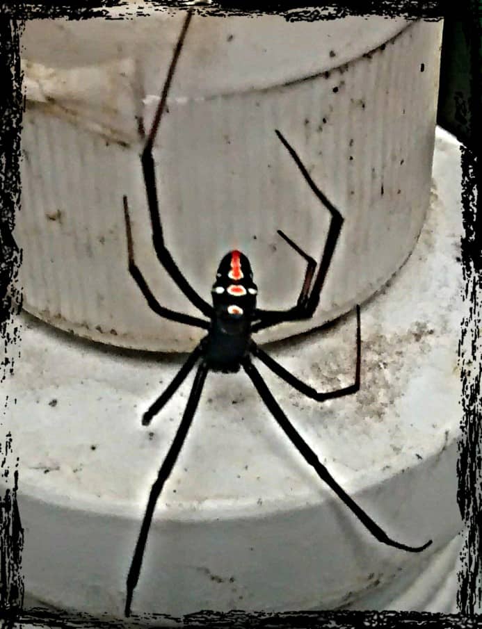 Male Black Widow