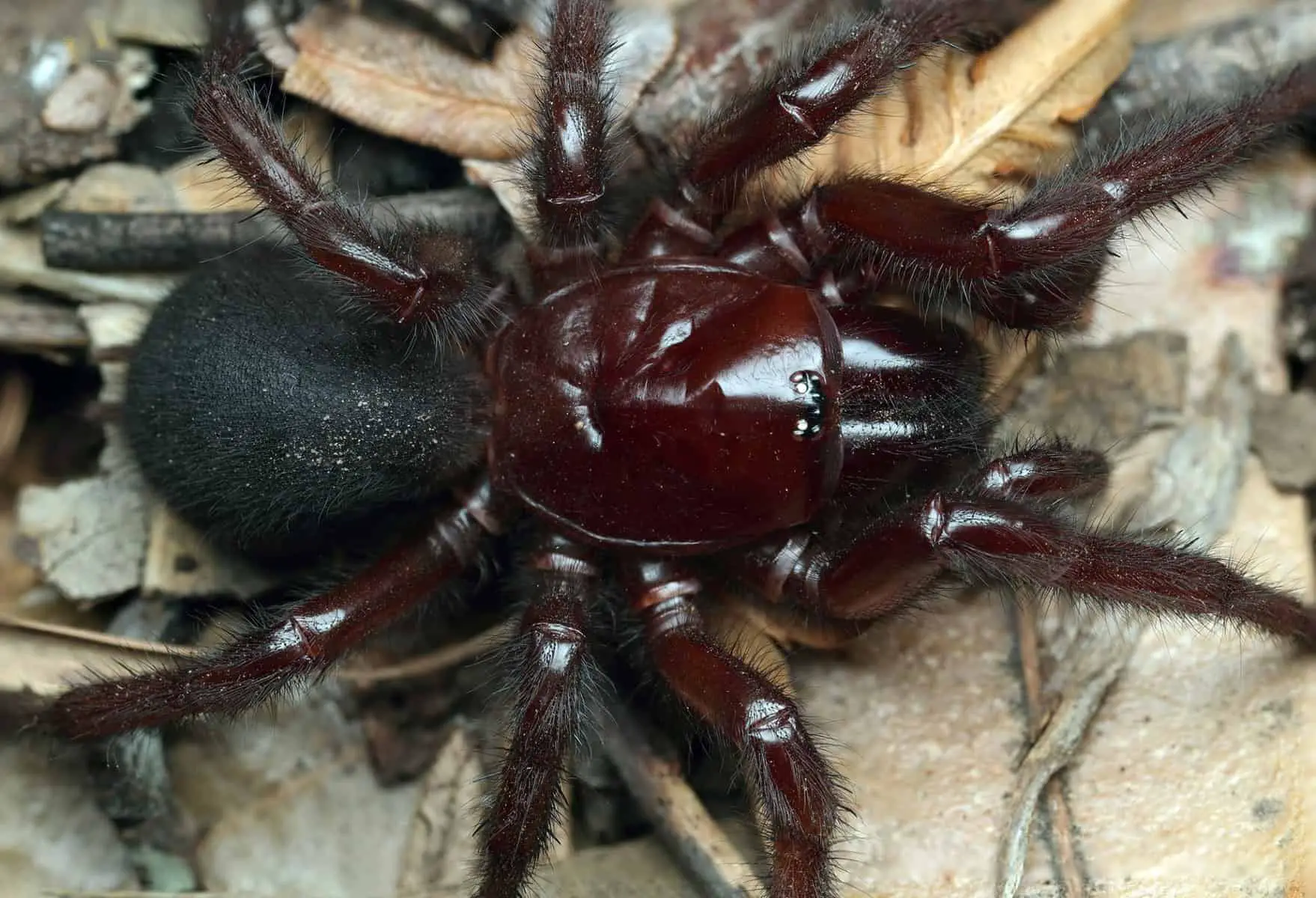 The Sydney funnel-web spider (Atrax robu