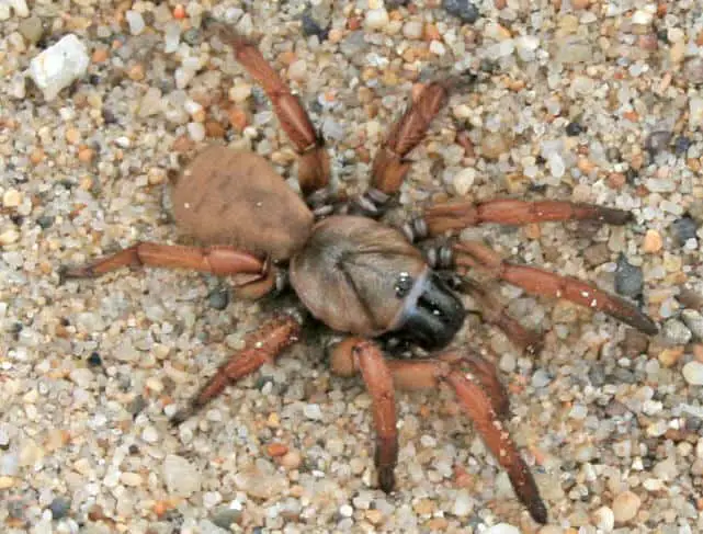 Brown Trapdoor Spider