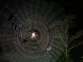 orb shaped web