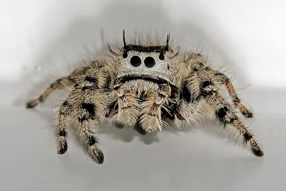 Jumping Spider cream colored black large eyes closeup