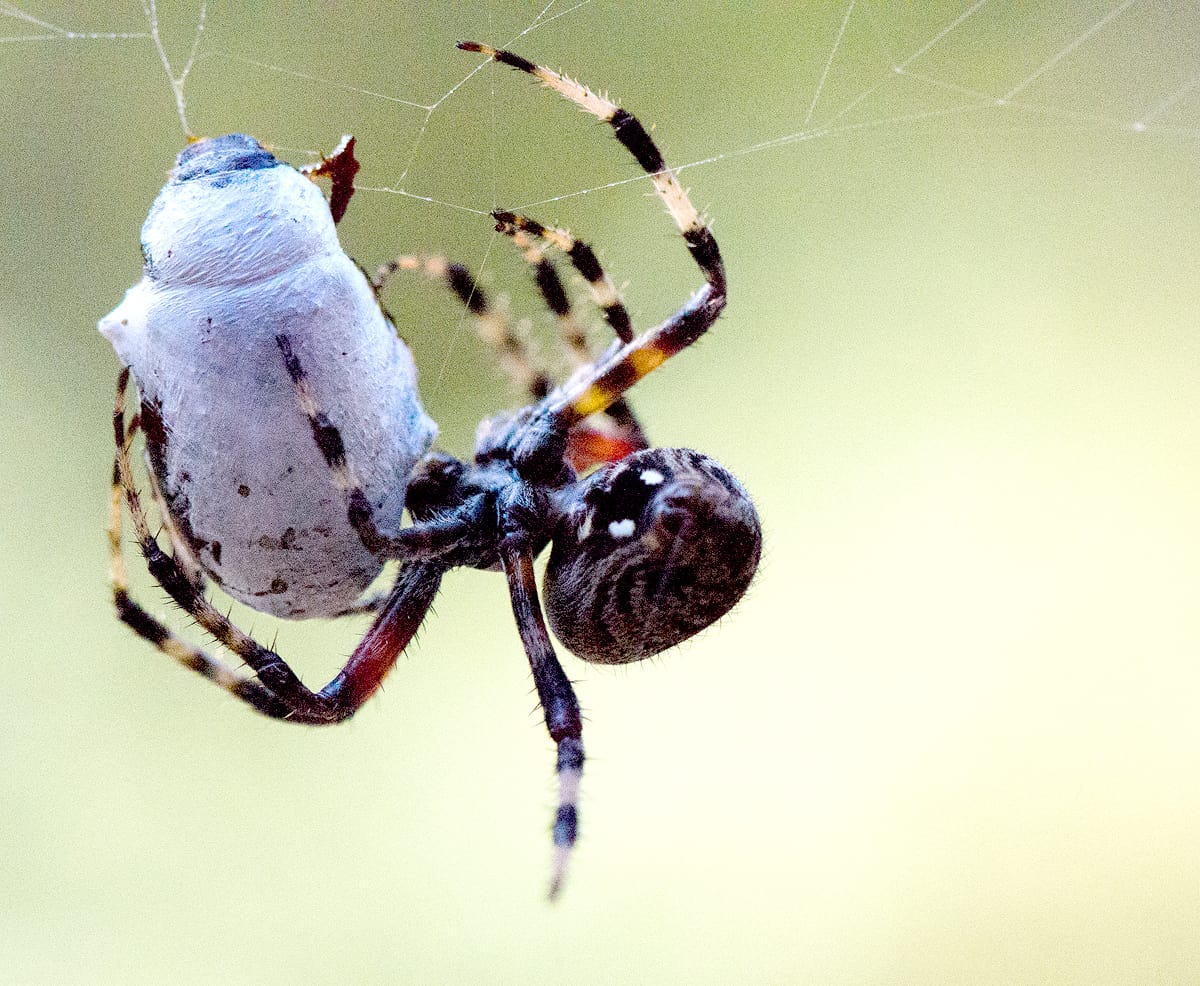 Orb Weaver Wrapping Prey