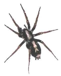 eastern parson spider