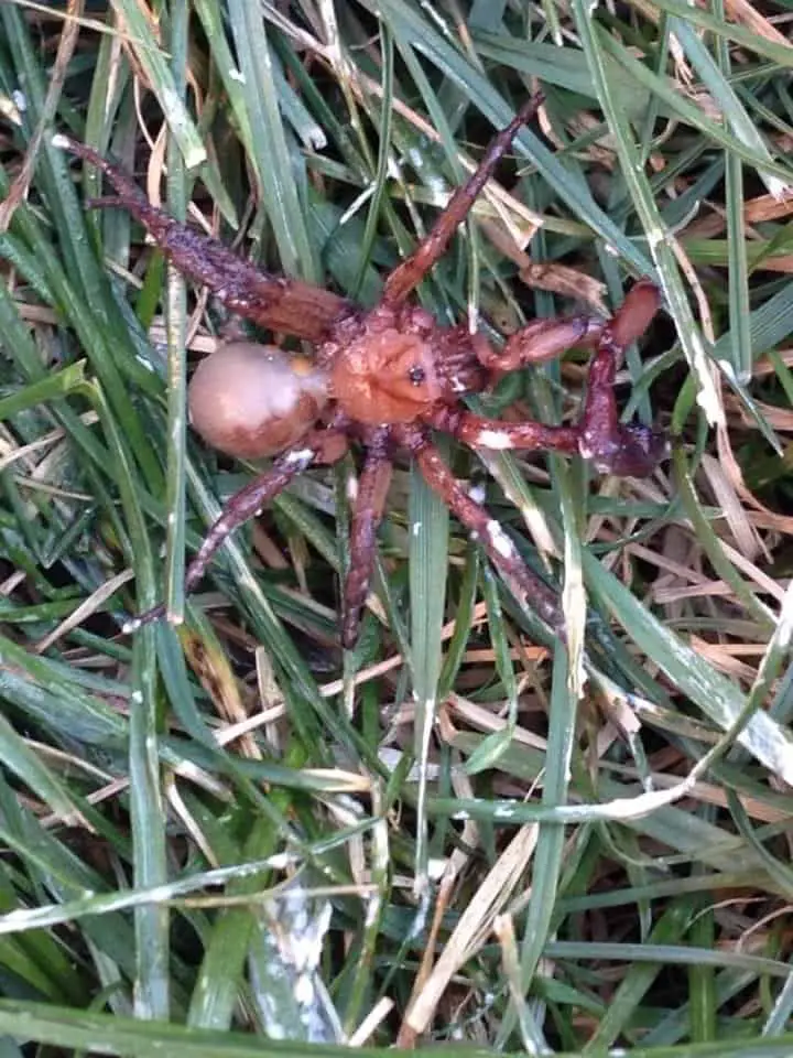 Brown Trapdoor Spider on grass