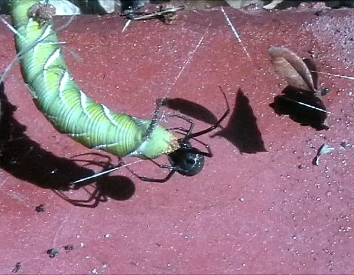 Redback Spider australia latrodectus hasselti with larvae prey