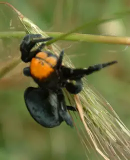 Female Ladybird Spider orange black