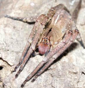 brazilian wandering spider