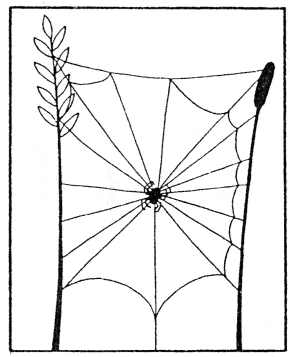 How a spider builds its web step by step illustration explanation 
