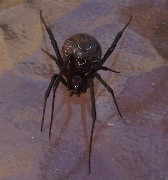Black Button Spider