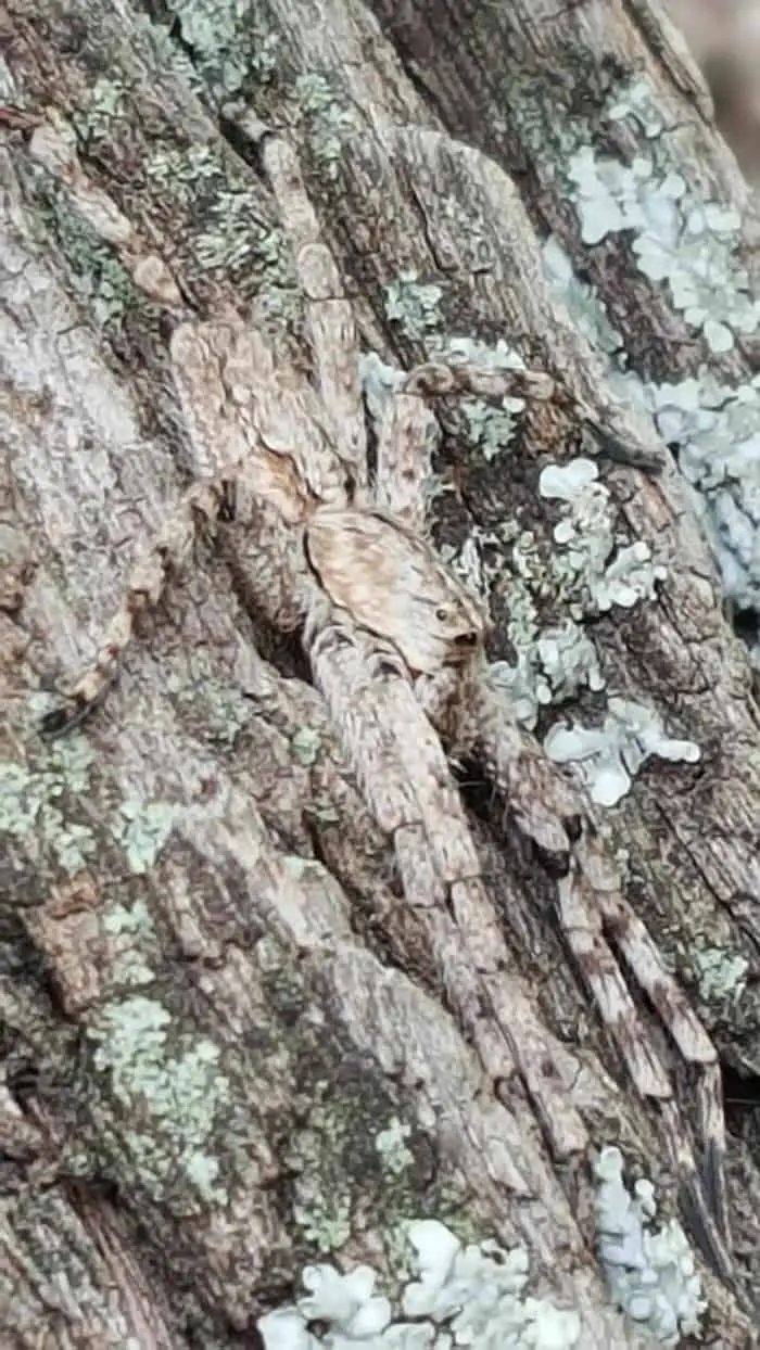 White Banded Fishing Spider camouflage on tree