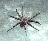 dolomedes tenebrosus fishing spider