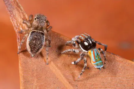 Peacock spider male and female