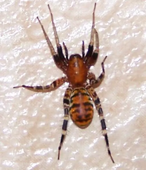Wasp Mimicking Spider4