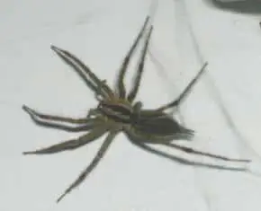 american grass spider