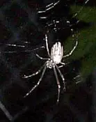 Silver Orb Spider