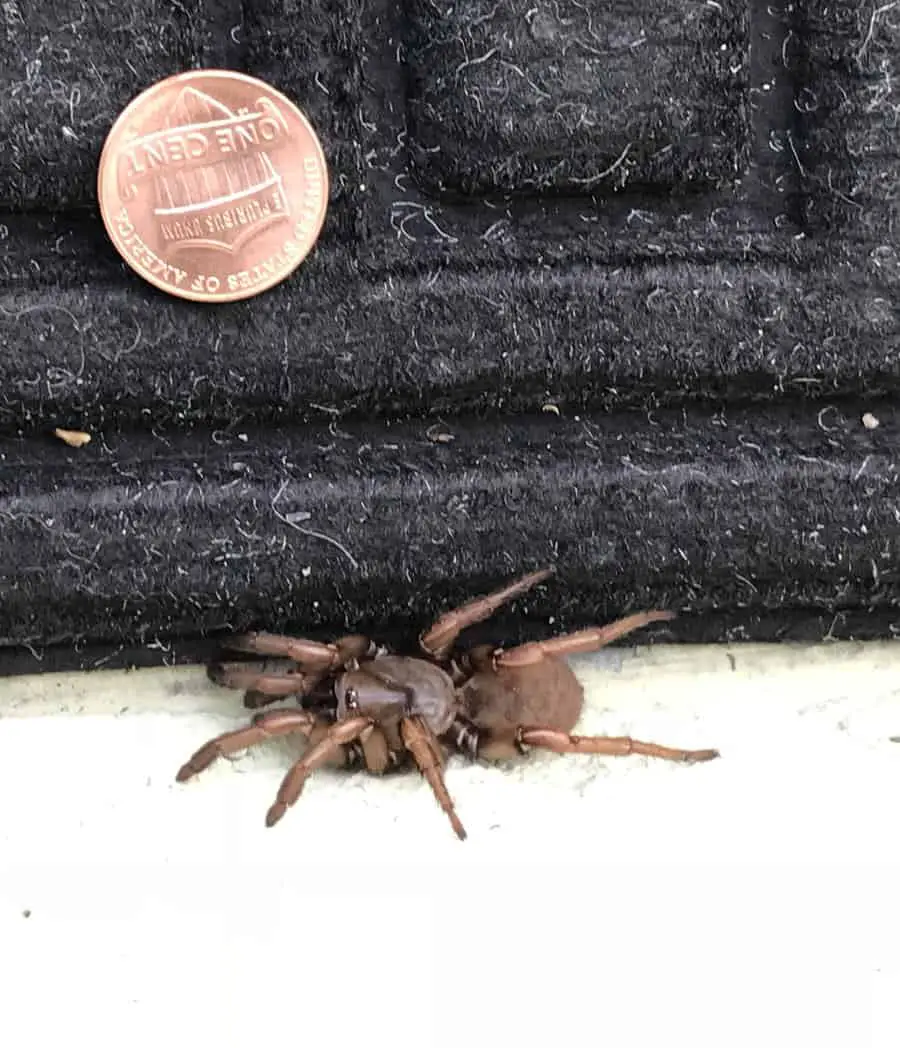 Brown Trapdoor Spider size comparison with coin