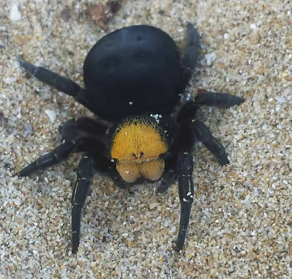Female Ladybird Spider yellow black