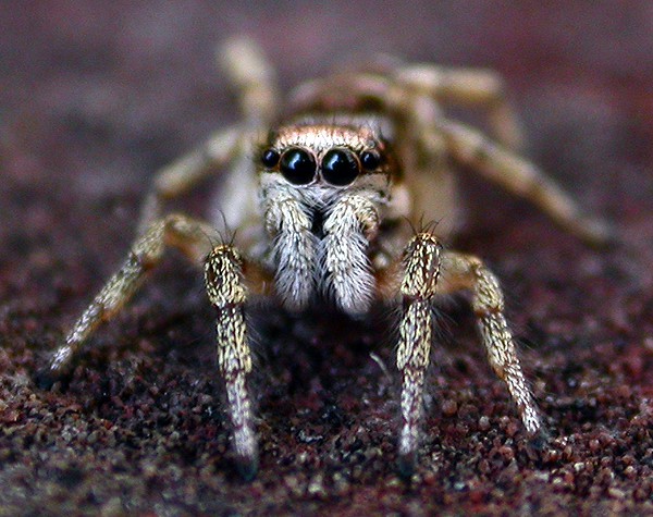 Jumping spider eyes again