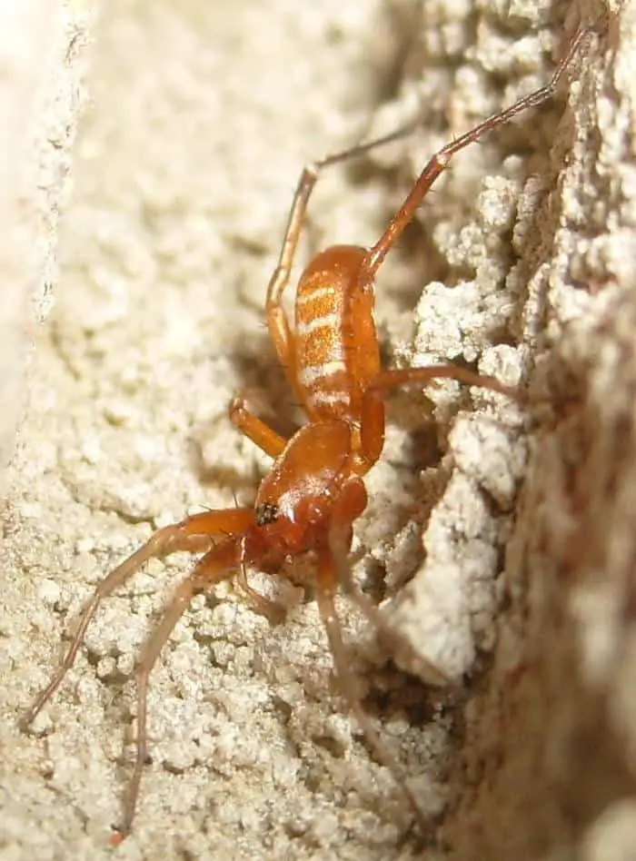 Ant Mimicking Spider