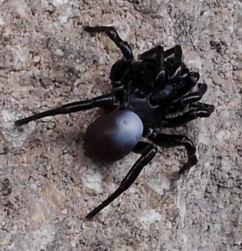 Purseweb Spider